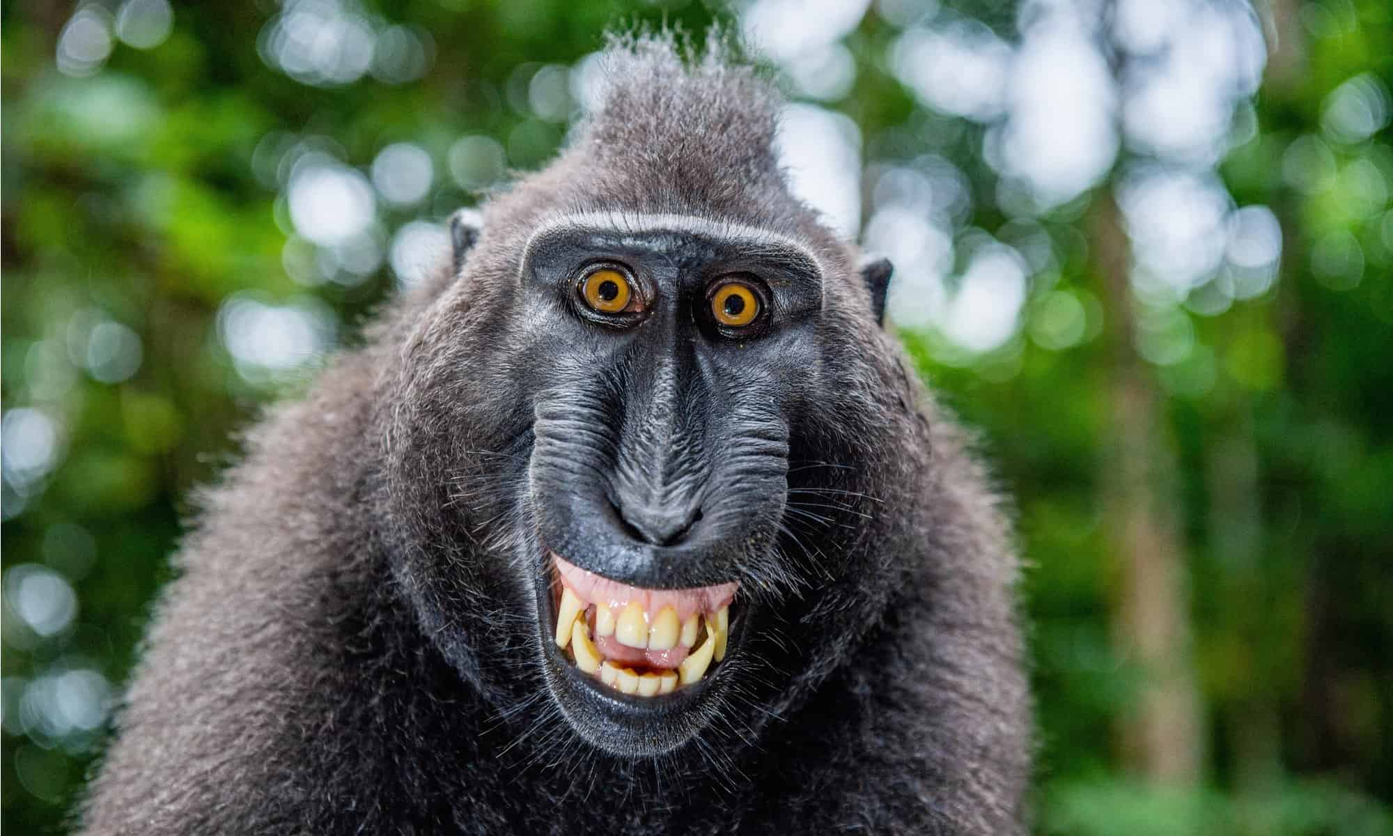 rrrr